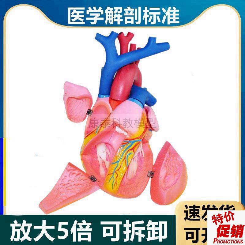人体心脏模型放大5倍拆卸8部件瓣膜心房心室冠状动脉血.管彩超临