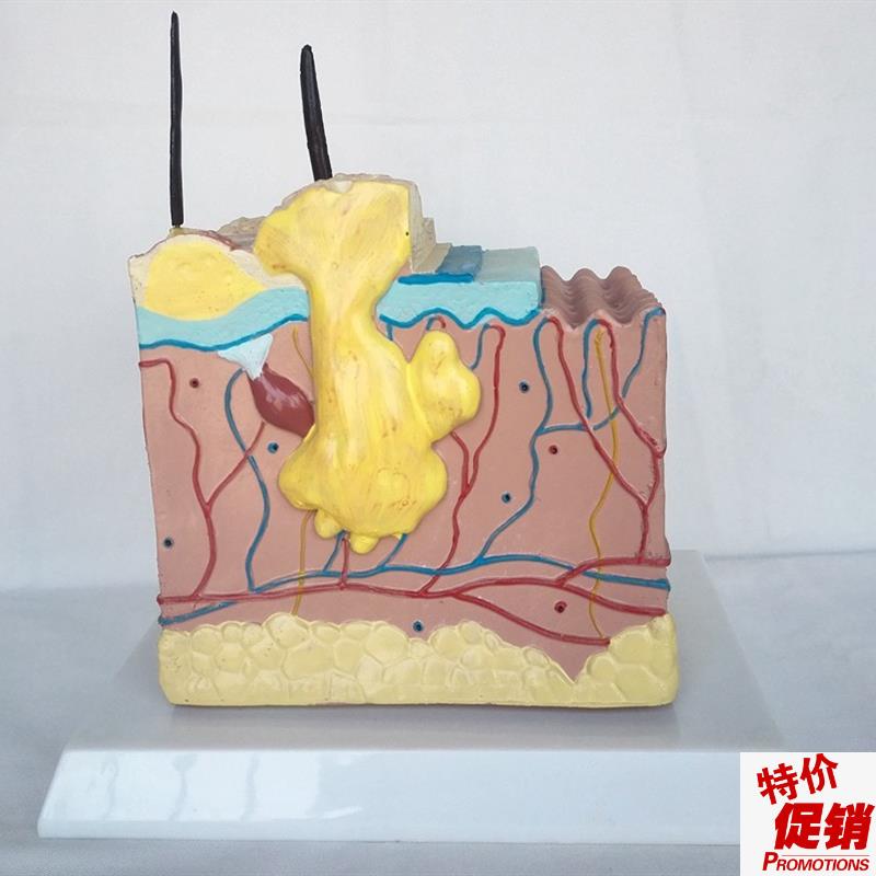 包邮狗病b态.健康皮肤解剖比较模型动物解剖模型兽医用具