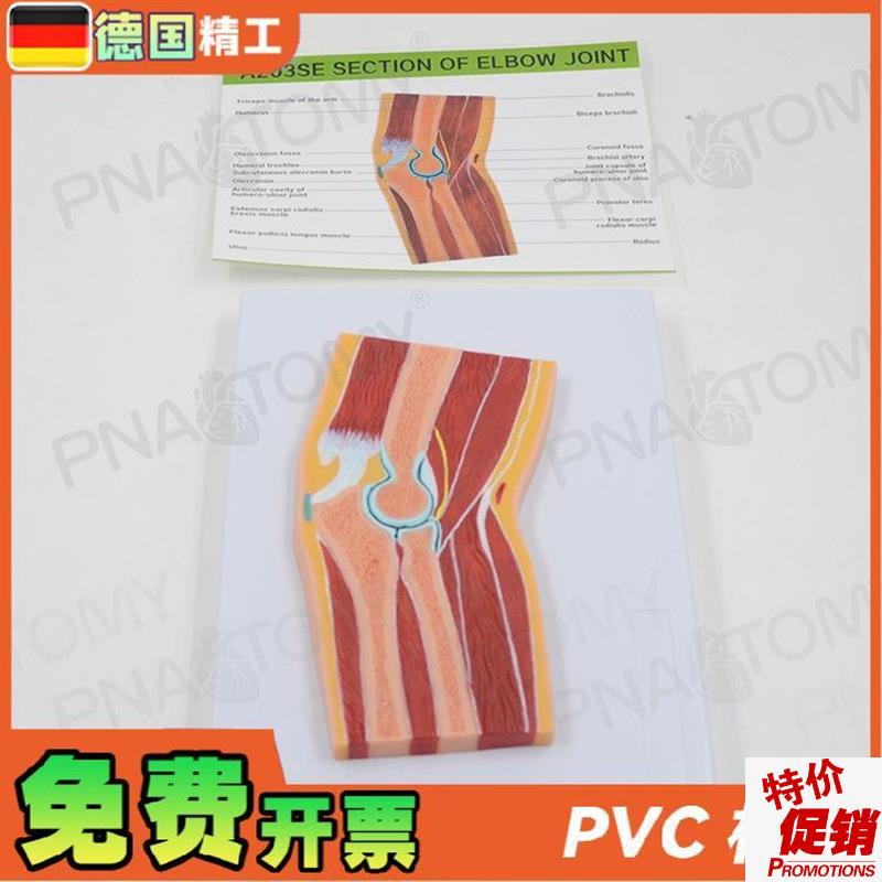 德国】人体MRI肘关节骨骼肌肉剖面构造J解剖模型医学骨科疼痛科教