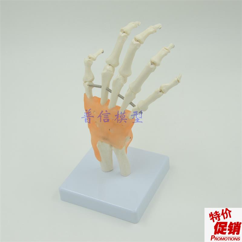 普信功能型手关节模型腕关y节韧带手骨模型手掌手模型可弯曲