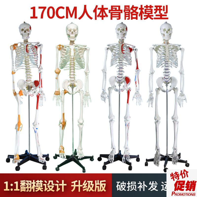 自然大人体骨骼模型170CM成人大白骷H髅标本教学脊椎全身骨架模型