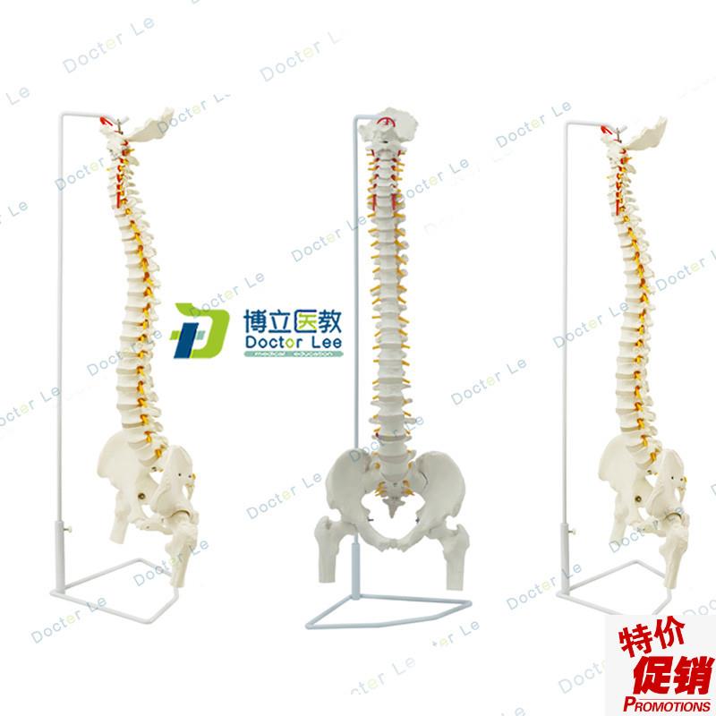 人体脊柱模型1:1正骨脊椎模型颈椎腰椎人体R骨骼模型脊椎模型