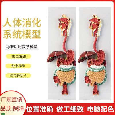 人体消化系统模型m消化道胃剖面鼻咽喉胃解剖模型肛肠科大小肠