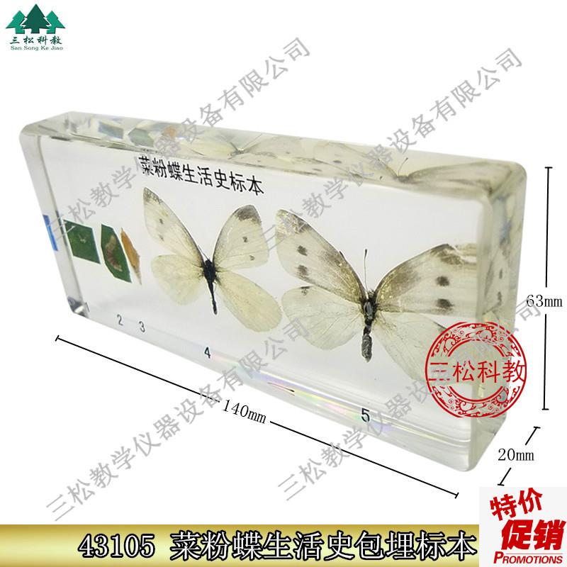 菜粉蝶生活史包埋昆虫标本动植物学生生物教学Y教具人工琥珀