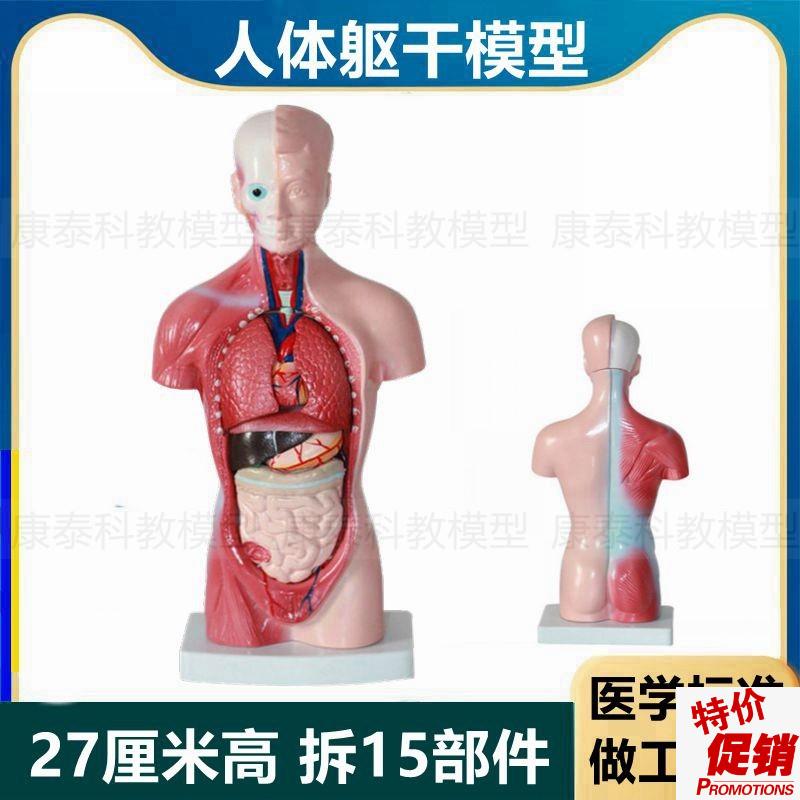 27厘米躯干模型皮肤肌肉内脏拆卸15件无性N别早教益智玩具小朋友