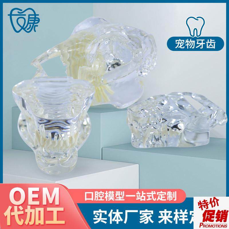 宠物牙齿模型透明狗牙猫牙口腔犬牙教G学演示动物倒模具猫兽医包