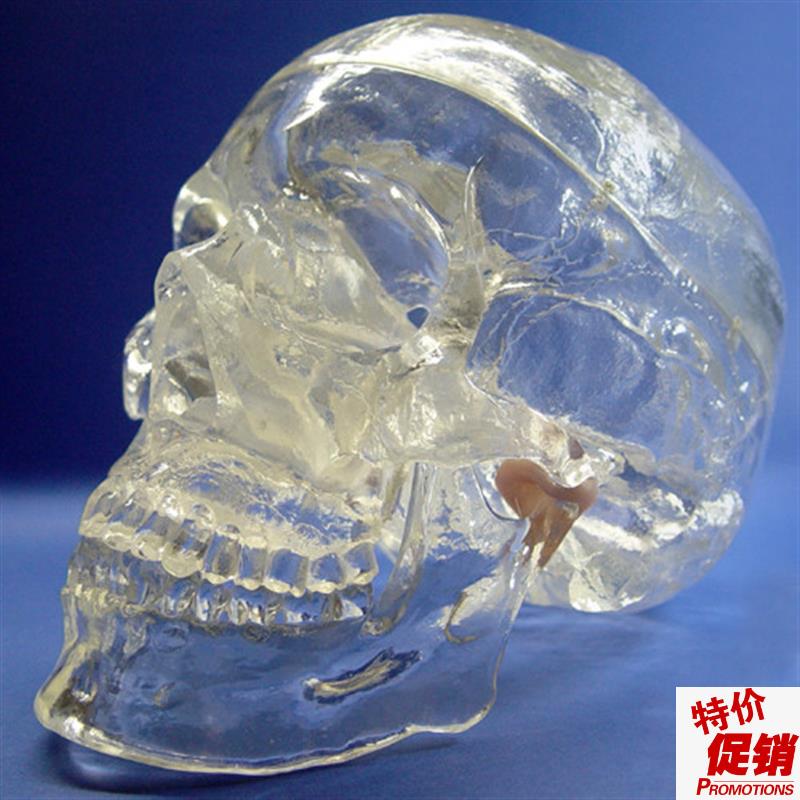 ENOVO颐诺透明人体头颅骨解剖模型水晶头骨神经科YX光介入模型