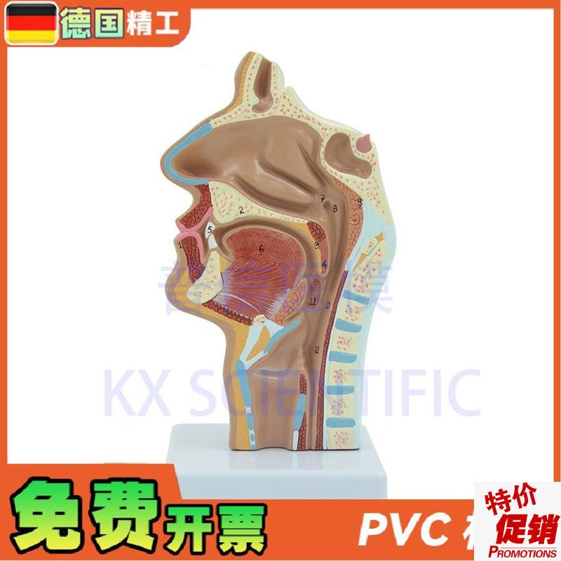德国】头a部解剖口鼻咽喉模型教内侧面血管神经鼻腔模型医药展示