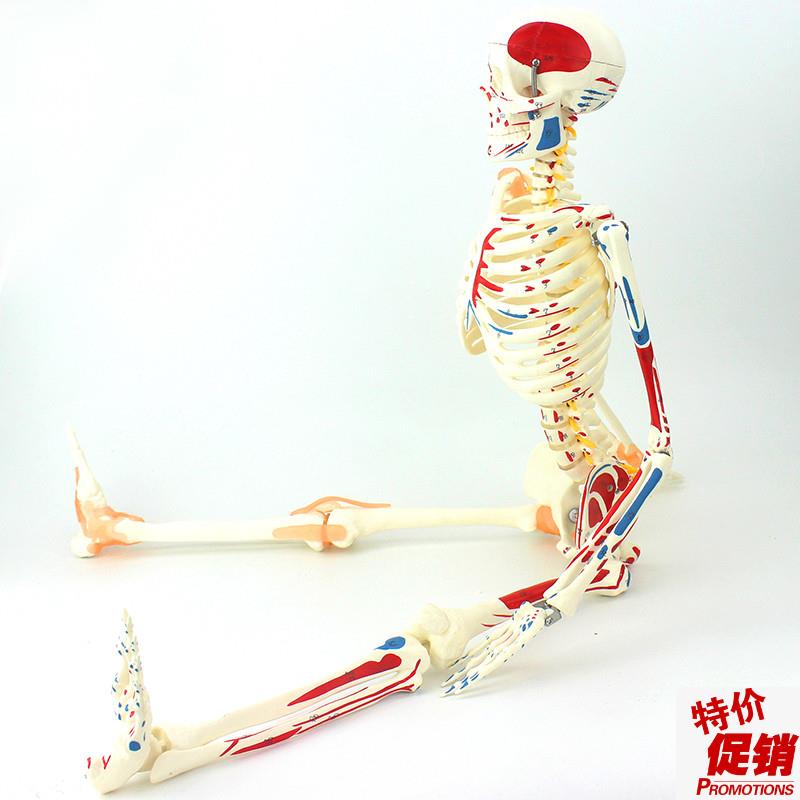 ENOVO颐诺85CM可弯曲人体骨骼肌肉起止点韧P带模型成人骨骼骨架人