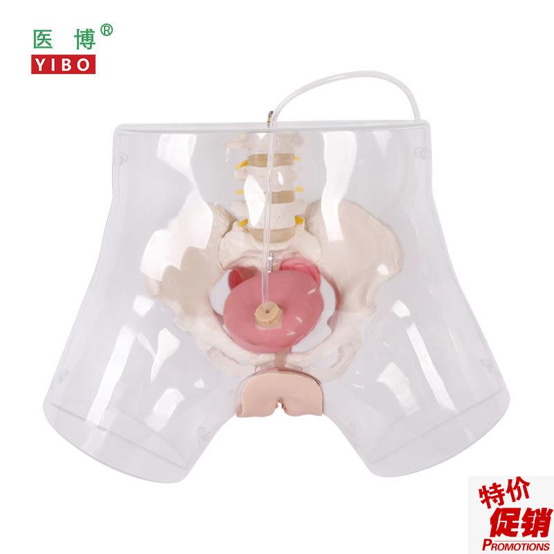 医博BIX-H4D高级透明女性导尿模型导尿插管训练假人女P性护理训练