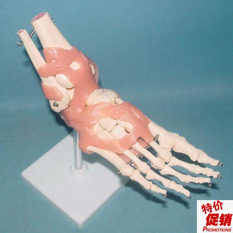 成人脚关c节骨骼韧带功能模型人体关节骨骼骨架医用