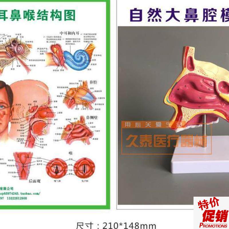 人体鼻腔解剖模i型教学模型鼻子模型五官科医用模型耳鼻喉包邮