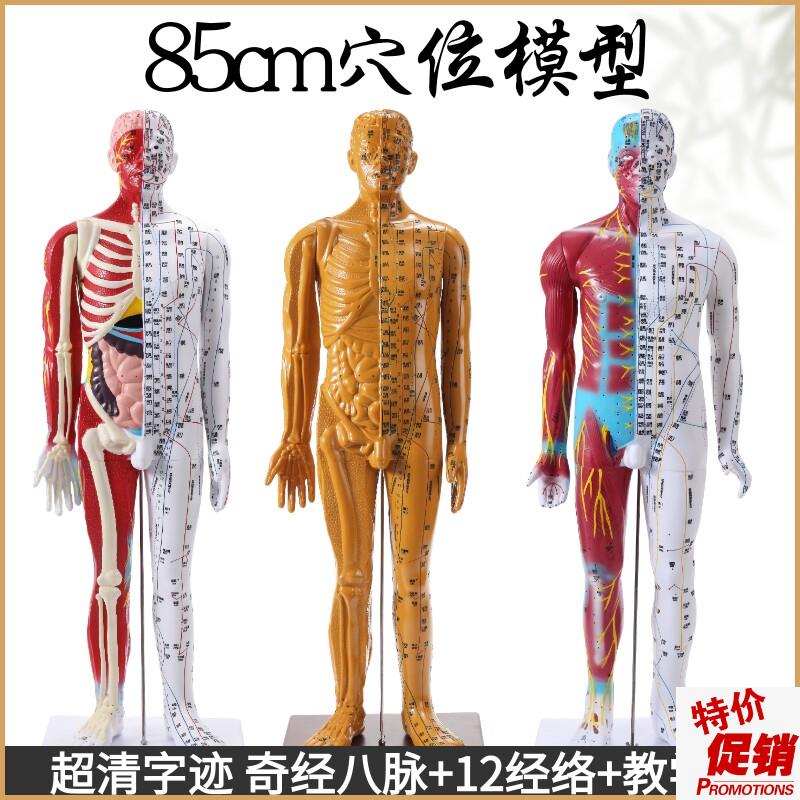 85cm中医针灸穴位经r络模型教学全身家用十二经络图人体解剖铜人