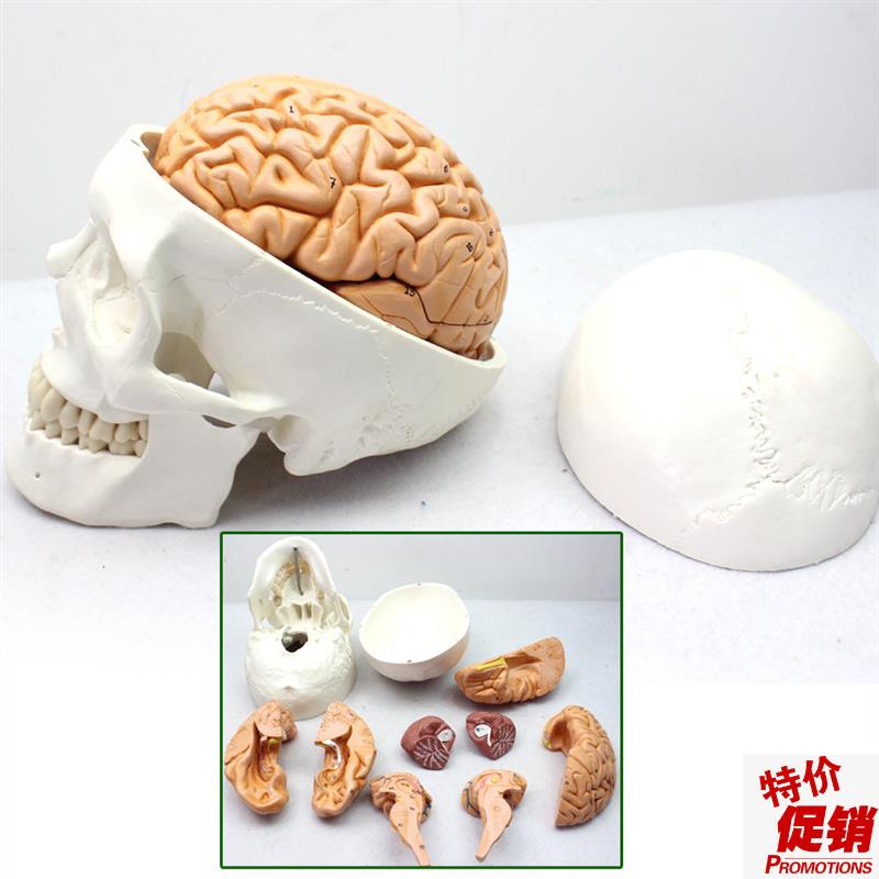 ENOVO颐诺医学人体r头颅骨大脑模型头骨模型1:1颅脑模型解剖大