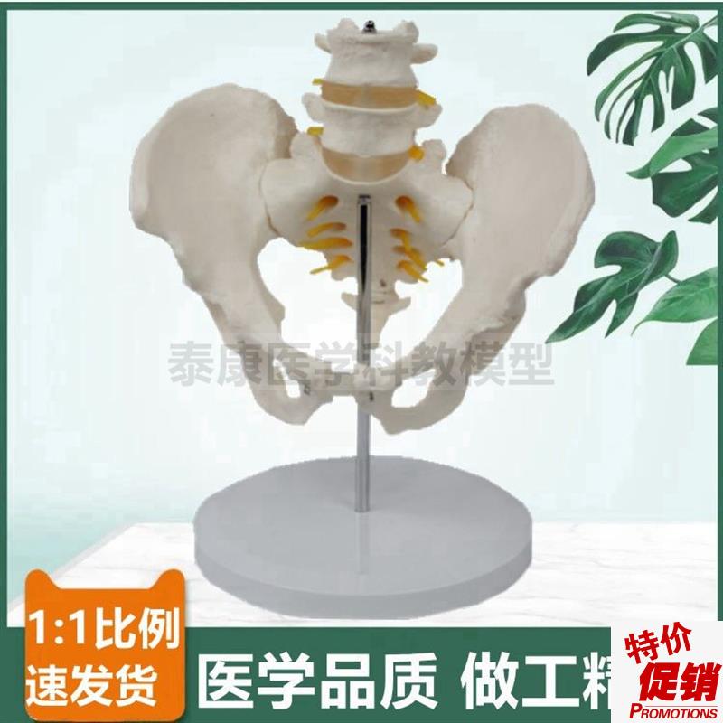 人体脊柱带盆骨模型二节腰v椎间盘脊神经股骨头可活动产科月嫂培