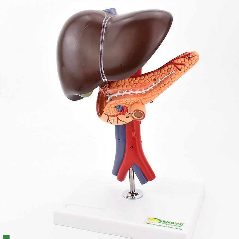 ENOVOc颐诺肝胆胰十二指肠解剖腹腔主动脉静脉模型肝脏胰腺腔镜教