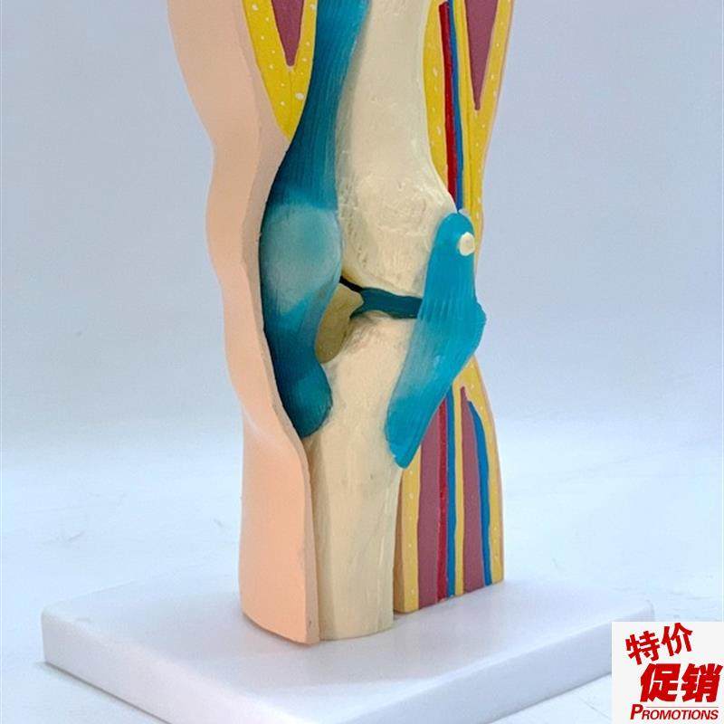 人体膝关节功能模n型骨骼骨架模型教学医用模型关人体节模型,玩具/童车/益智/积木/模型,其他模型玩具,淘宝优惠券,粉丝福利购,淘宝优惠卷