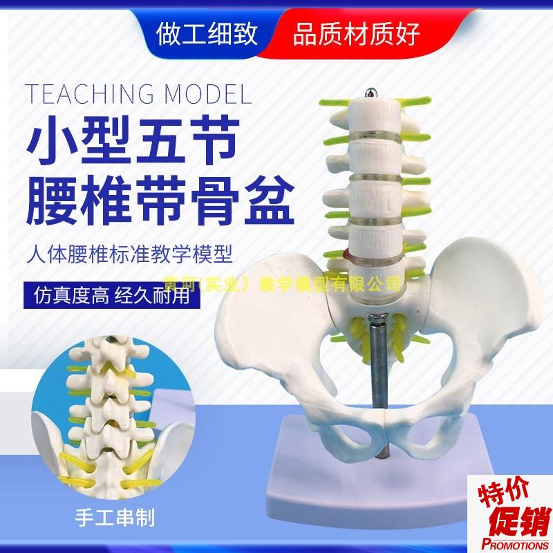 小型五节腰椎带i骨盆模型脊柱盆骨人体骨骼模型附椎间盘神经根
