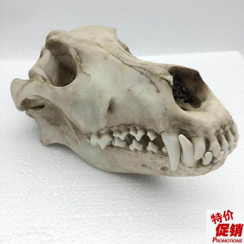康泰模型狼头骨仿真标本艺术品收藏动物医院兽医药狗Y骨髅牙齿口