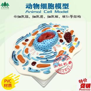 动物细胞模型示核膜核仁及v染色体细胞亚显微结构模型生物教学