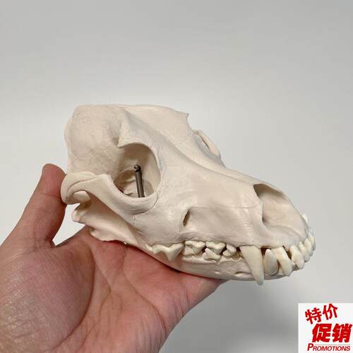 狗头骨模型犬齿上下颌牙齿犬科z动物颅骨结构兽医宠物医生示教仿