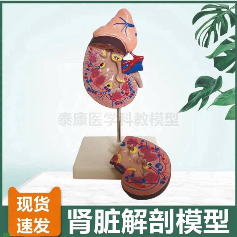 人体肾脏模型肾上腺输尿管泌尿系F统生殖前列腺膀胱解剖睾丸