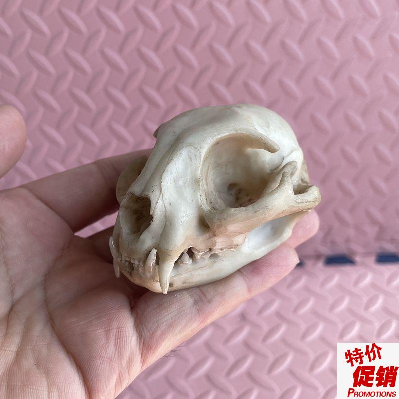 猫头骨模型真实j倒模牙齿下颌骨上颚猫科动物仿真标本兽医药宠物