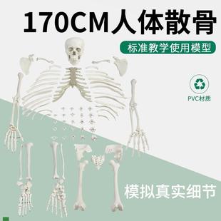 1大小仿真全身人体散骨骨骼模型游G离骨骷髅骨架X骨骸医用美术