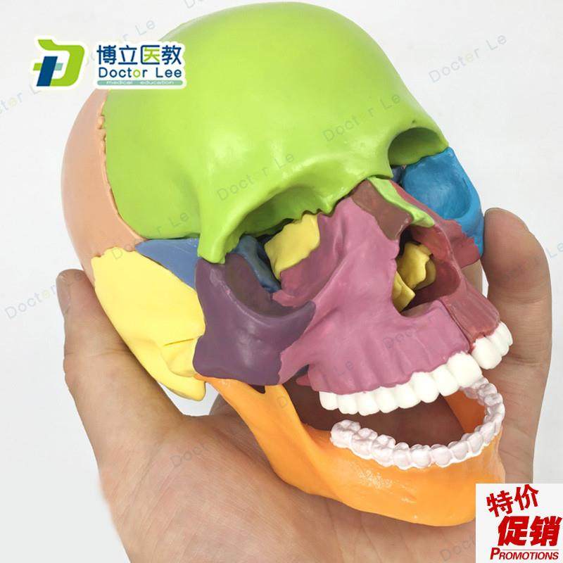 15部件头颅骨模型彩色头骨模型医用牙科诊所教学Y用具可拆卸