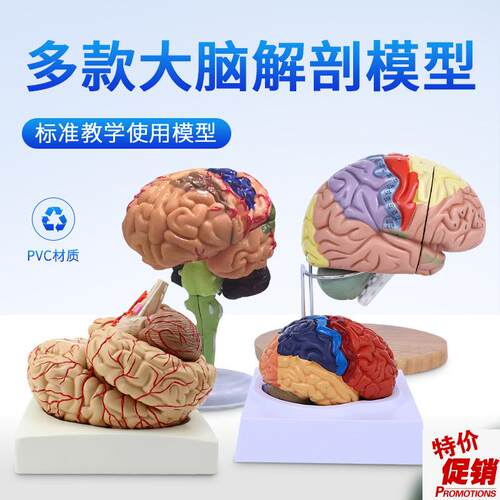 大脑动脉模型脑解剖模型大脑模C型脑干模型脑结构模型神经科