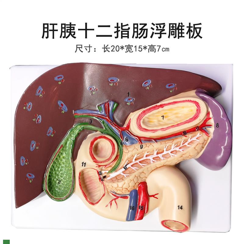肝胆胰十二指肠j胃结构模型消化科医学胰腺十二指肠模型浮雕
