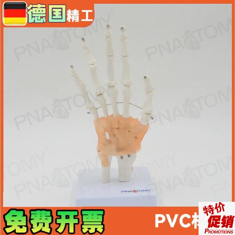 人体手关节模型手骨附韧带尺骨桡骨运动系统手腕骨U骼模型手足外