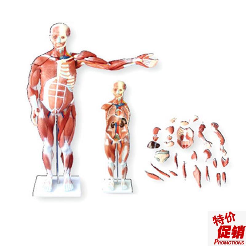80CMb人体肌肉模型医学教学模具