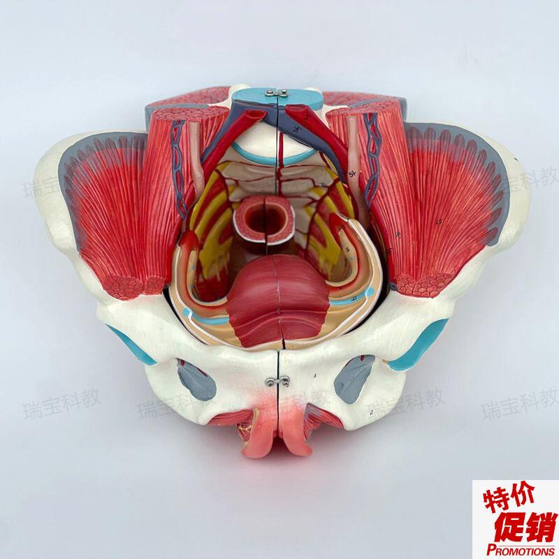 女性盆底肌模型盆腔脏器可拆卸子宫附件会阴筋膜产康月l嫂培训家