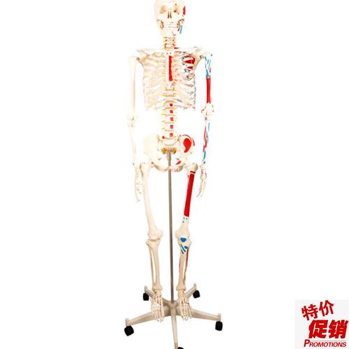 医学170CM人体骨骼模型肌肉骨架标N本解剖脊柱骨科教学具
