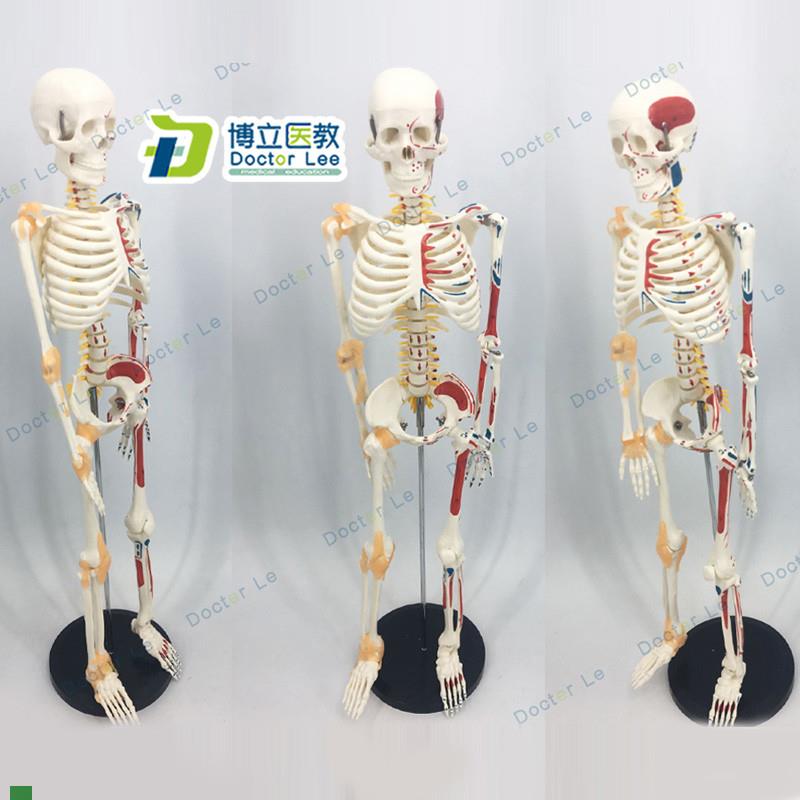 人体骨骼85CM人m体骨架软腰椎悬挂式附脊椎神经根脊椎动脉模型