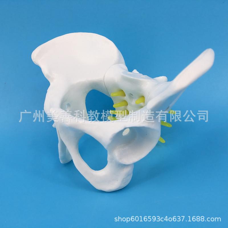 小型女性骨盆妇科检查模型骨盆标本骨盆L演示模型女性盆骨模型