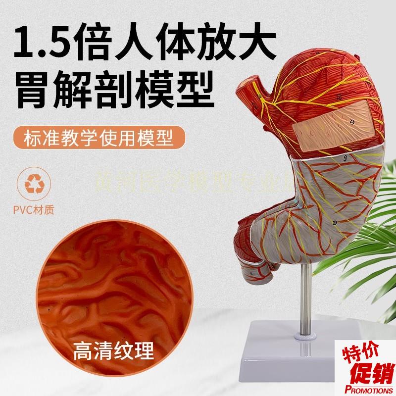 人体解剖结构f模型1.5倍放大胃器官医学医院摆件教学演示仿真可拆
