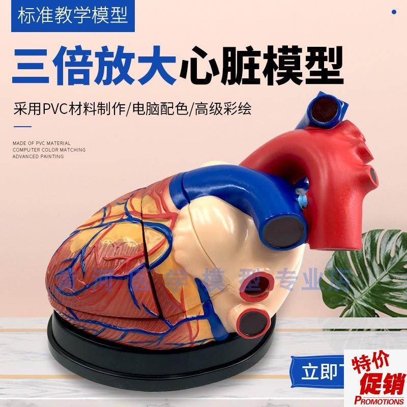 心脏放大a模型心脏血管3倍放大5部件成人心脏解剖模型心脏教学,玩具/童车/益智/积木/模型,其他模型玩具,淘宝优惠券,粉丝福利购,淘宝优惠卷