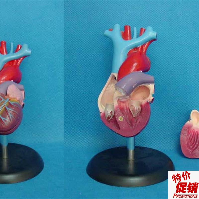 包邮人体自然大心脏解剖模型器官教I学医用讲解展示标本模型