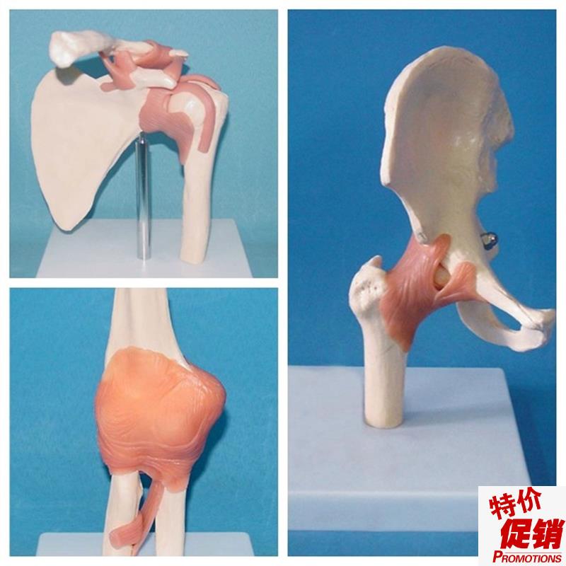 包邮韧带脚手肩髋肘膝关节v人体关节6件套骷髅骨骼骨架医用教学