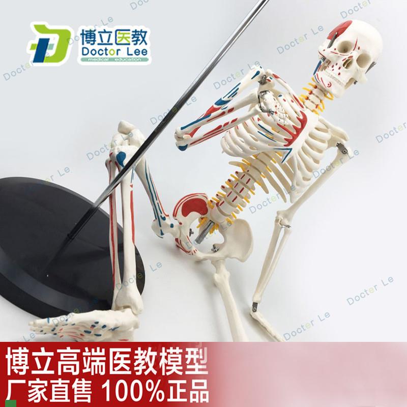 医用教学85CMk人体骨骼模型神经肌肉起止点骨架小针刀脊柱模型