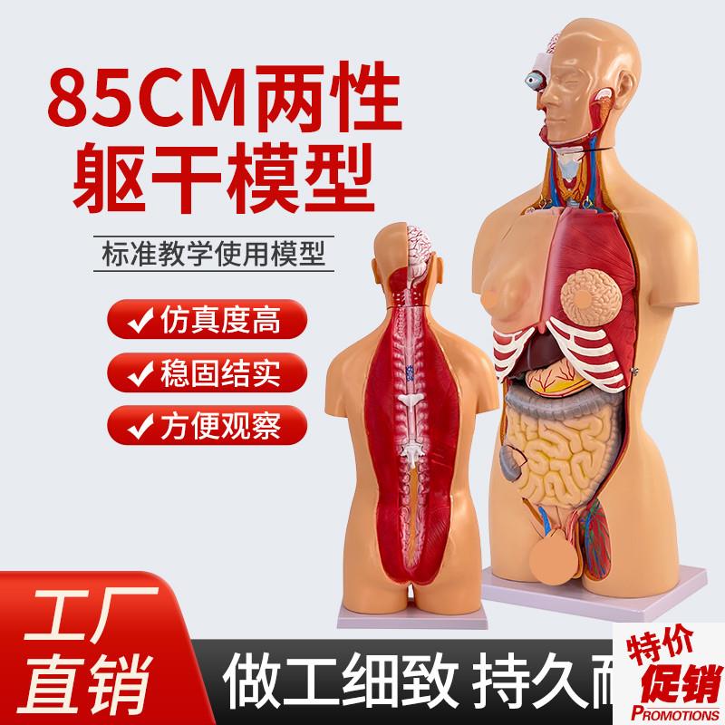 85CM两性躯干模m型23件人体解剖可拆内脏解剖躯干模型生殖可互换