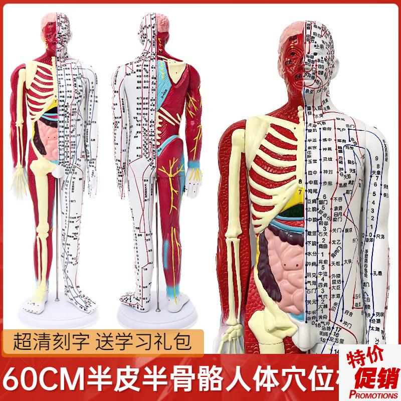 清晰60cm人体针灸穴位模型半肌肉骨骼内脏中医十二经络.图解剖模