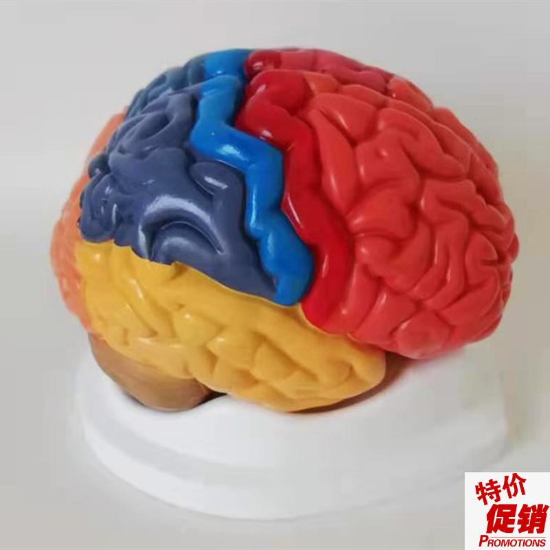 大脑模型脑分区脑干大脑小脑部y构造关系脑功能区解剖听觉区运动