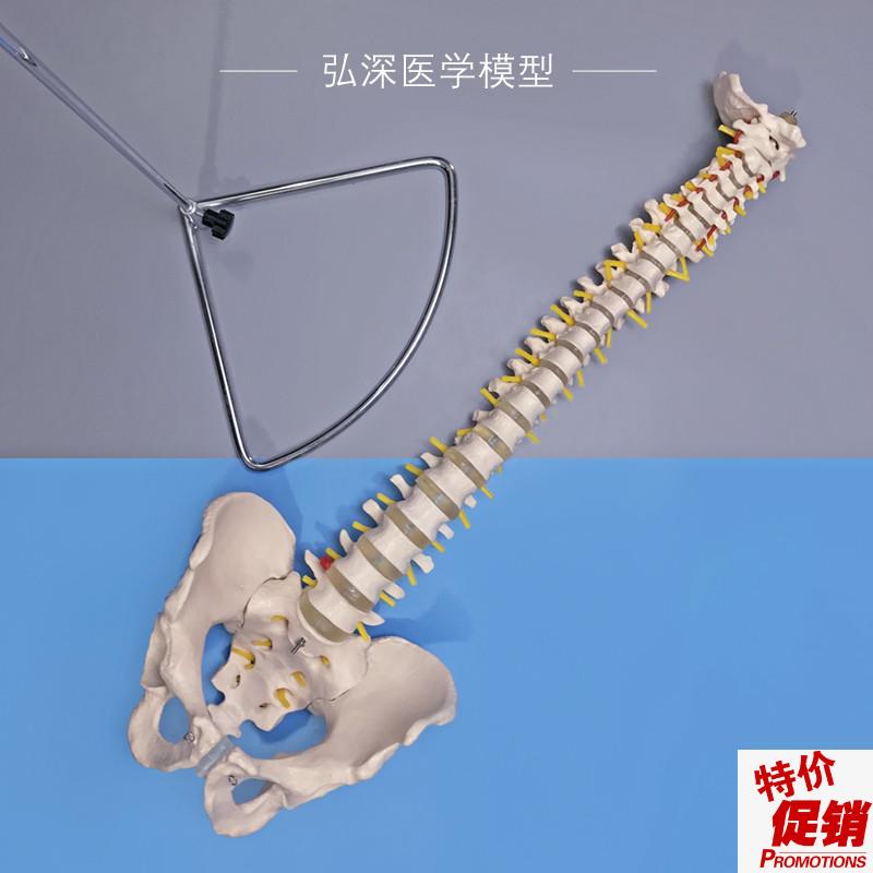 人体脊柱模型脊椎带尾骨盆颈胸z腰椎间盘一比一可弯曲中医正骨教