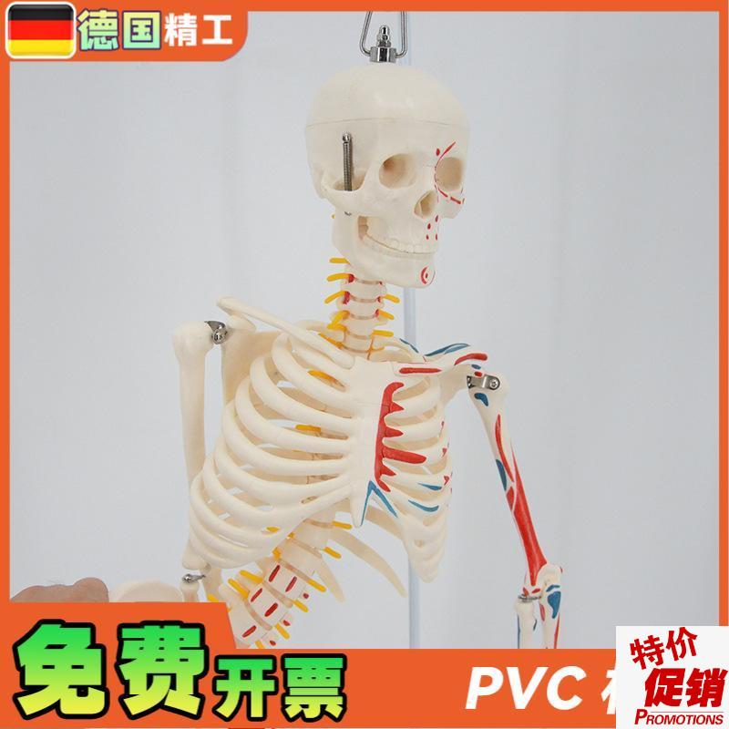 德国】85cm教学用人体骨骼模型脊柱可弯曲四肢活W动可拆卸带支架