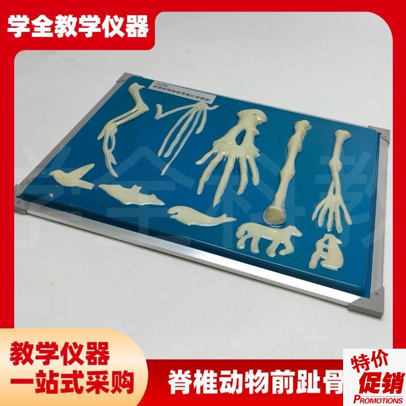 脊椎动物骨骼模型前肢标本比较生物课实验展M示器初中高中教学仪