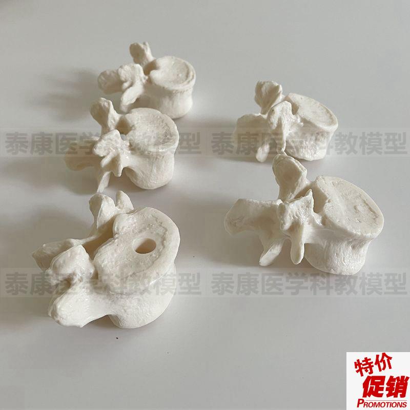 腰椎模型散骨脊椎k结构正骨中医按摩颈椎胸椎人体脊骨盲人健身瑜