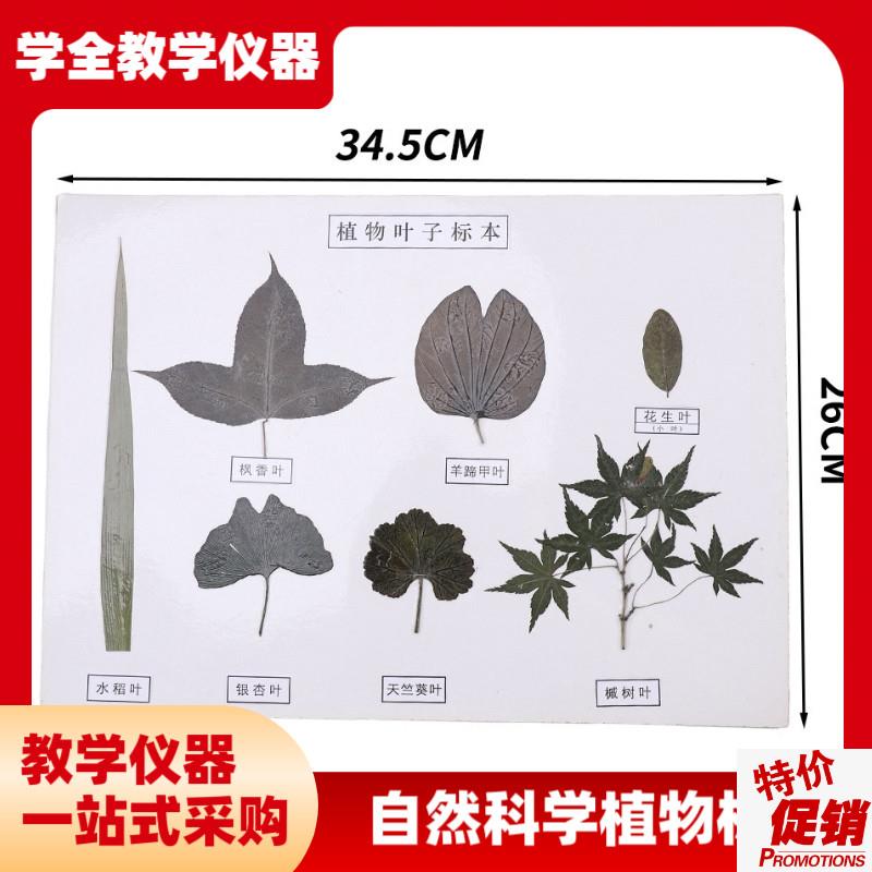 厂家直供植物花类标本自然科学植物草本种子O花卉标本高初中教学